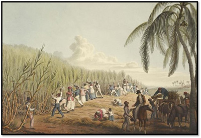African slaves on a sugarcane plantation on Antigua. 